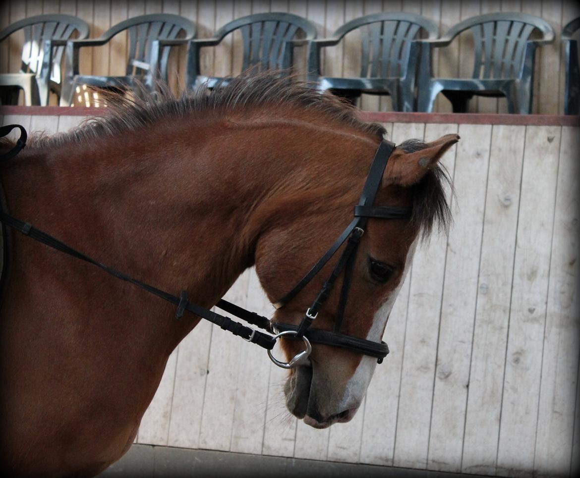 Anden særlig race Santo | tidl. part | billede 11