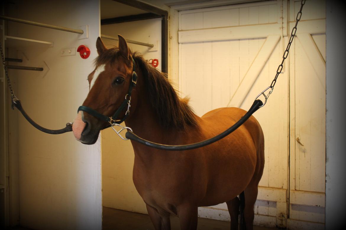 Anden særlig race Santo | tidl. part | billede 14