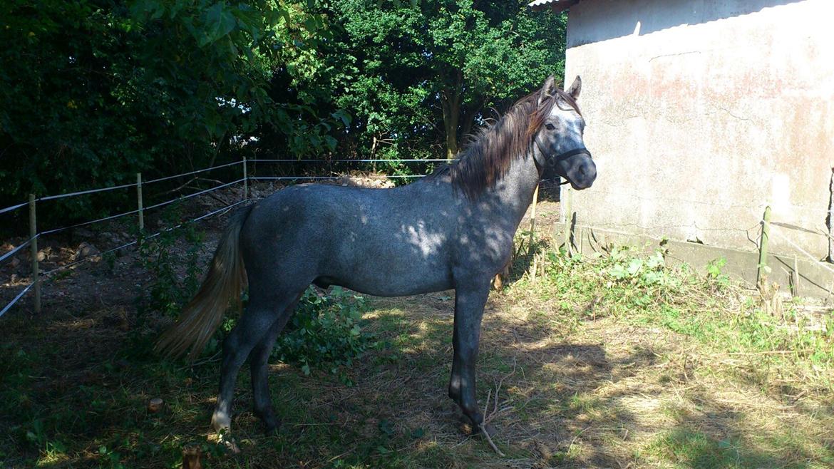 New Forest AB Jetstream - Efterår 2012 billede 18