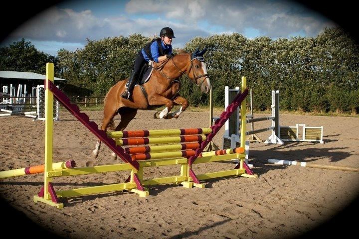 Dansk Varmblod AQUA Z - Opvarmning til træning :-)
Foto: Josefine Sundsdal billede 1