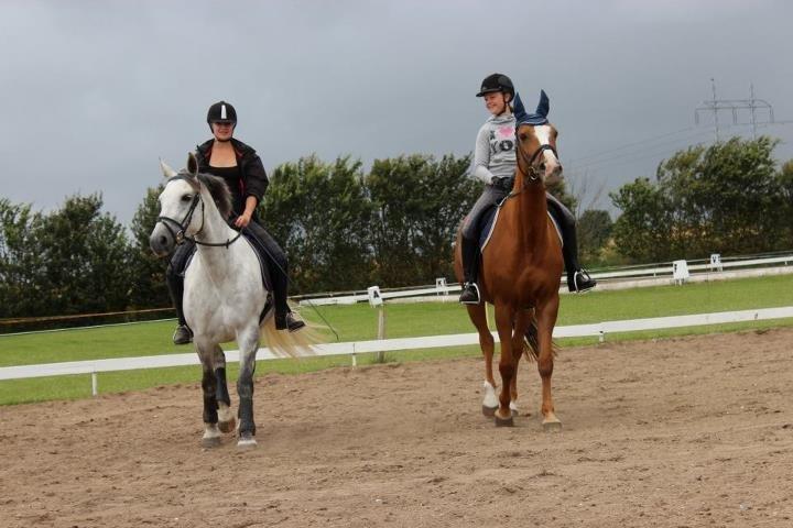 Dansk Varmblod AQUA Z - Skridter af med Krisser på Ridelejr <3 billede 2