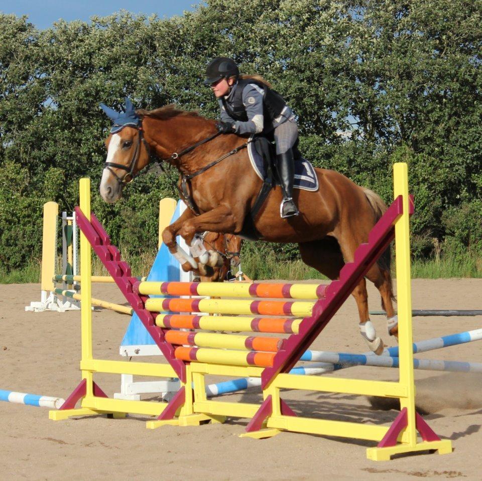 Dansk Varmblod AQUA Z - 3 gang jeg sprang hende :-) billede 3