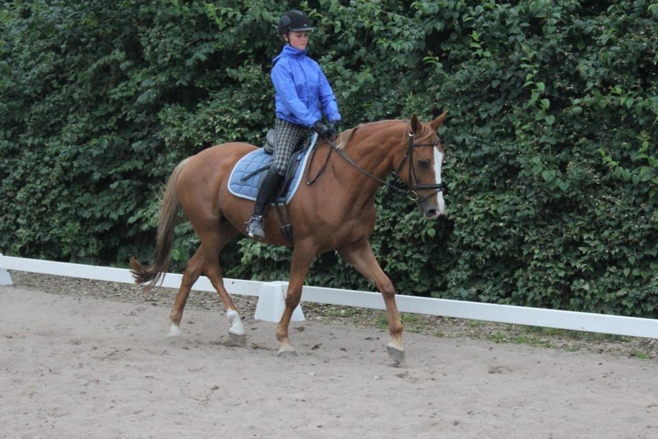 Dansk Varmblod AQUA Z billede 4