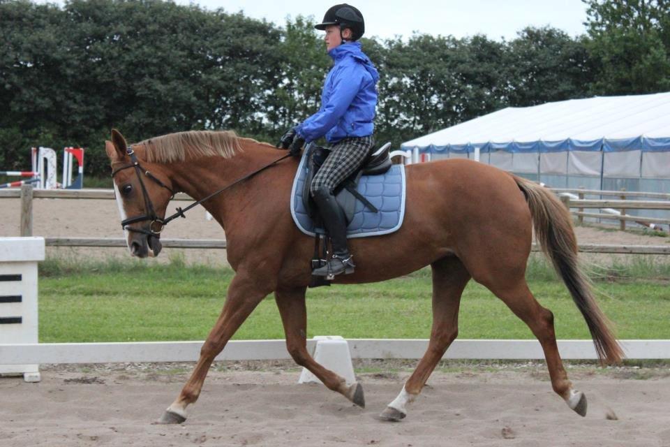 Dansk Varmblod AQUA Z - Dressur bliver aldrig vores stærkeside! ;-) billede 5