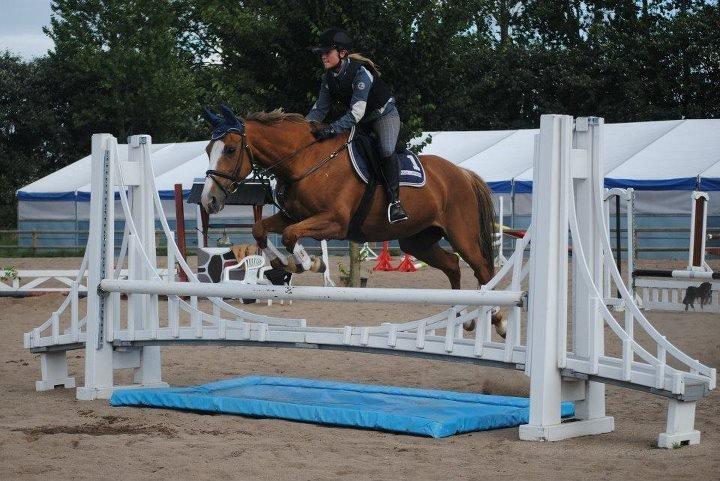 Dansk Varmblod AQUA Z - Springundervisning på ridelejr, stjerne! billede 6