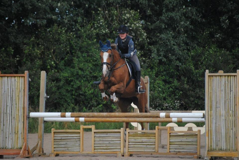 Dansk Varmblod AQUA Z billede 7