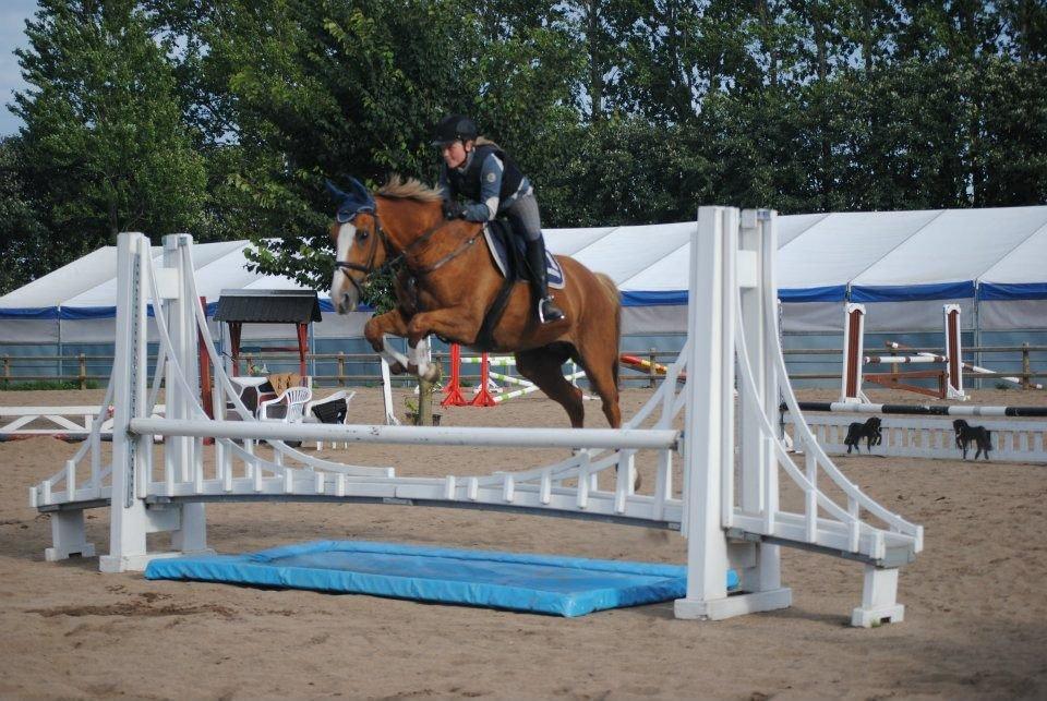 Dansk Varmblod AQUA Z billede 8