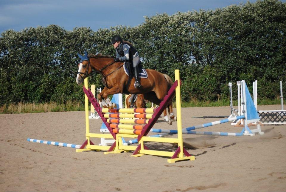 Dansk Varmblod AQUA Z - Undskylder min grimme opstælling. billede 9