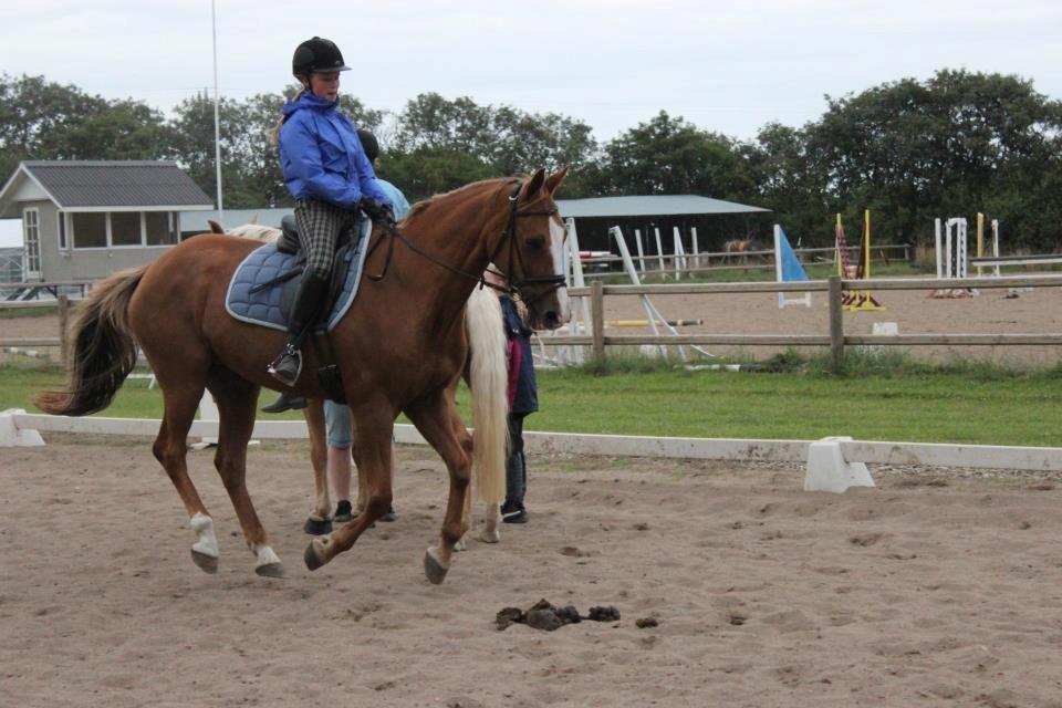 Dansk Varmblod AQUA Z billede 10