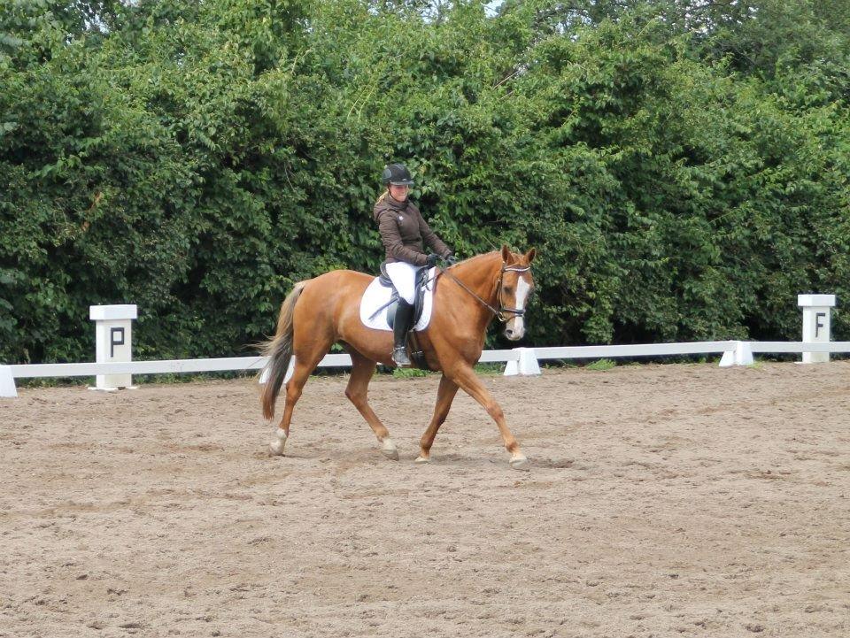 Dansk Varmblod AQUA Z - Håhåhåhåhå! :-D 
Dressurstævne på ridelejr, yeees i say it! DRESSURSTÆVNE! :-P
6 plads ud af over 20 rytter! <3 billede 12