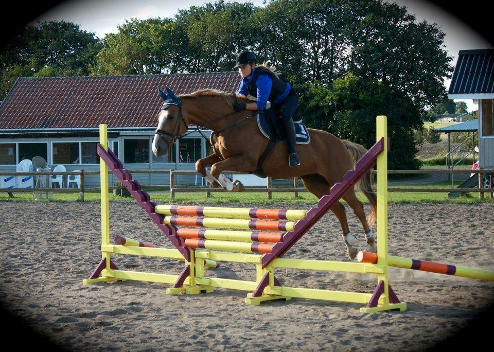 Dansk Varmblod AQUA Z - Du tager bare aldrig en bom hest.. Der findes ingen som dig! <3
Foto: Josefine Sundsdal billede 13