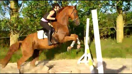 Dansk Varmblod Diana - Diana som spring-musse :D - det er første gang vi springer :)  billede 18