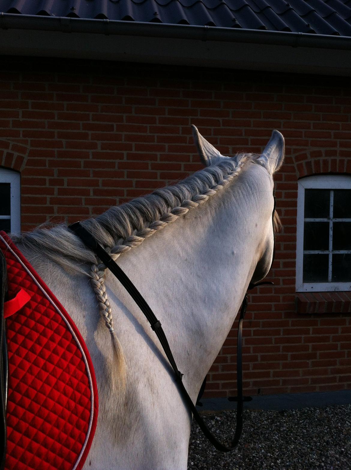 Lipizzaner Fredensberg´s Venus ( ECHA 8,3 ) billede 12