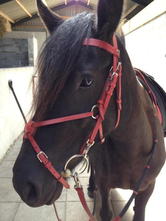 Fell pony Bakkely's Bella *Prinsessen* SOLGT:'( - Bella er klar til vores 2. springtime!! Hun klarede det utrolig godt!<3
MY PRINCESS!!<3<3:-* billede 8