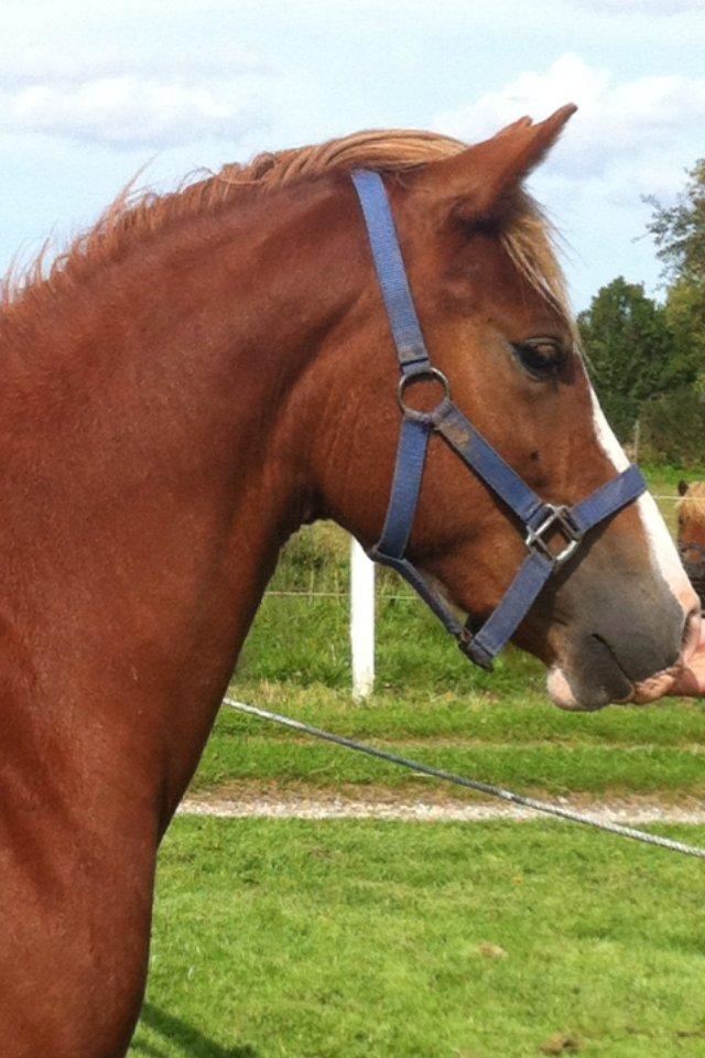 Welsh Pony af Cob-type (sec C) Gribsvad Emma Jo (tidl. Pony) billede 1