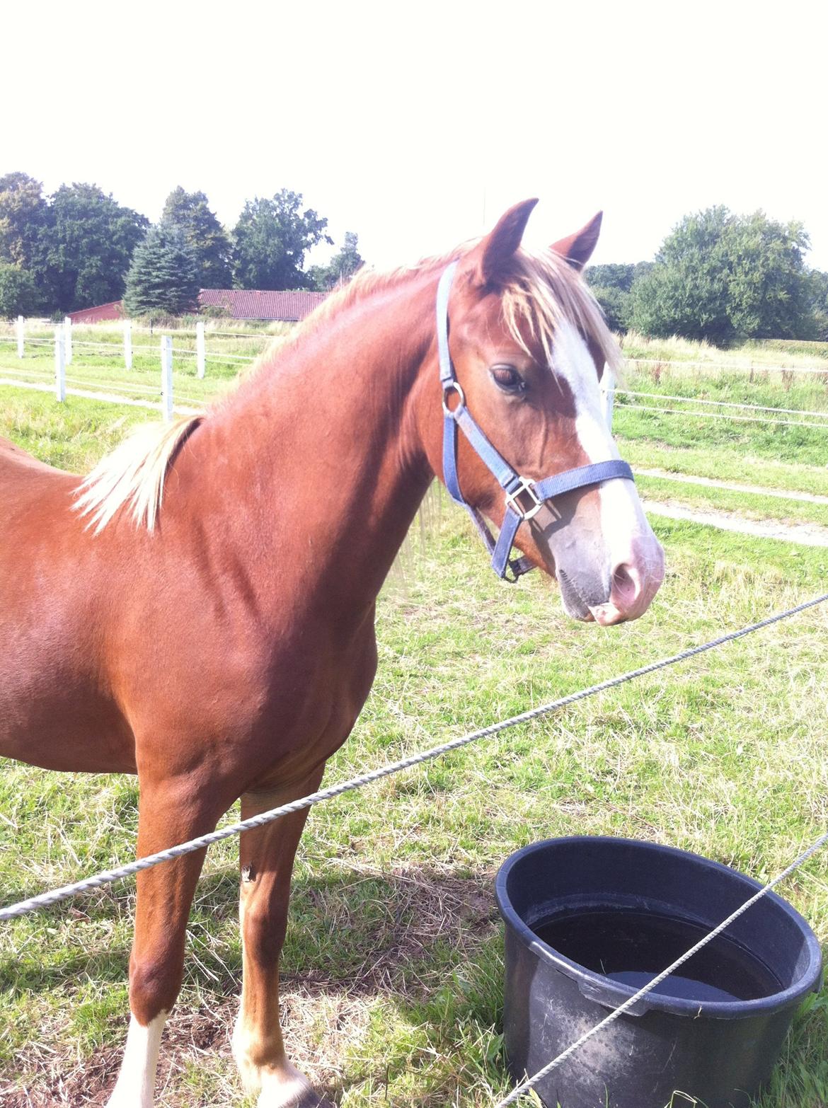 Welsh Pony af Cob-type (sec C) Gribsvad Emma Jo (tidl. Pony) billede 2