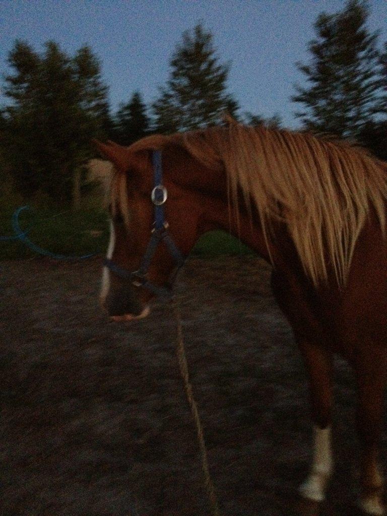 Welsh Pony af Cob-type (sec C) Gribsvad Emma Jo (tidl. Pony) billede 3