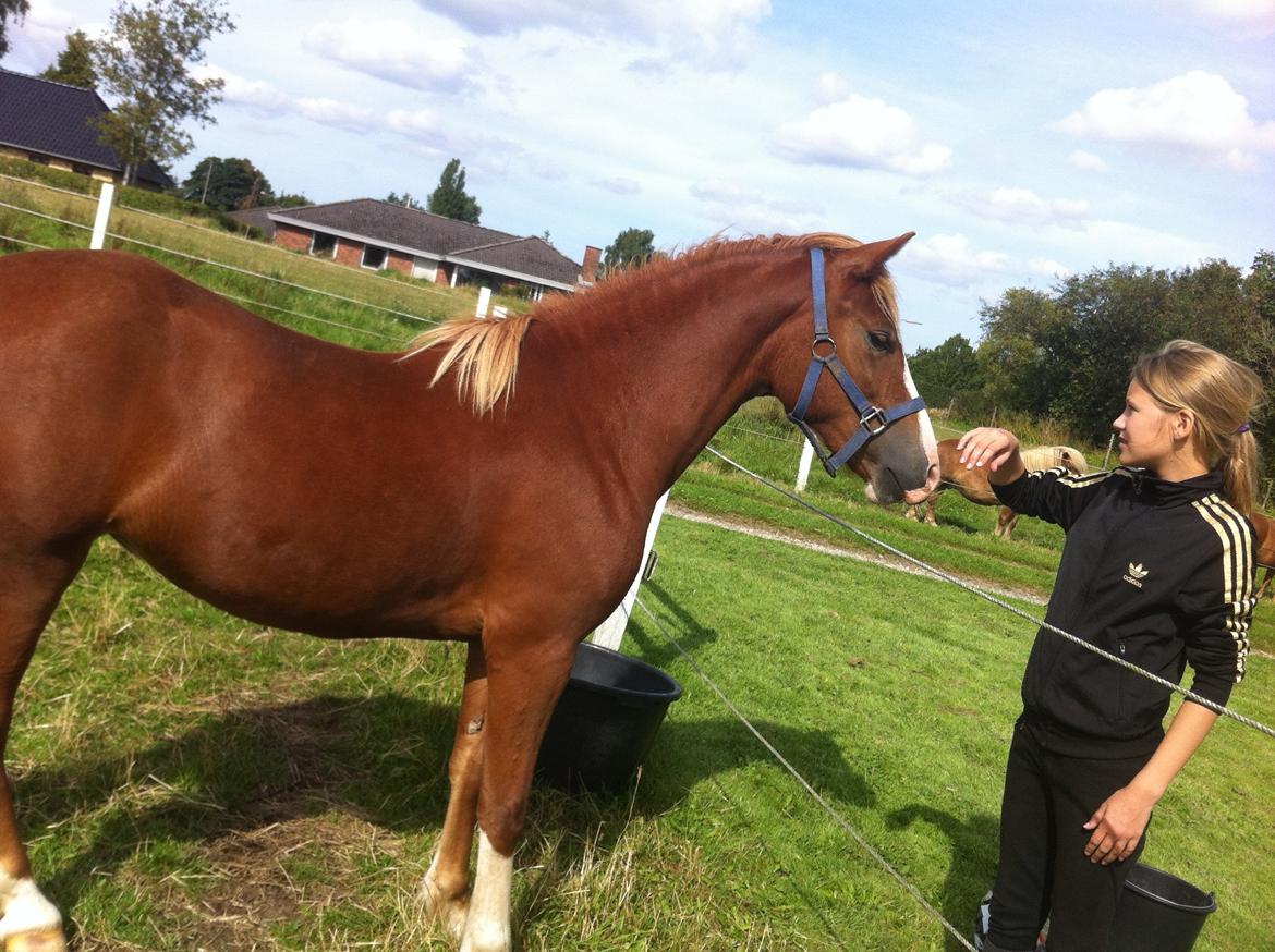 Welsh Pony af Cob-type (sec C) Gribsvad Emma Jo (tidl. Pony) billede 7