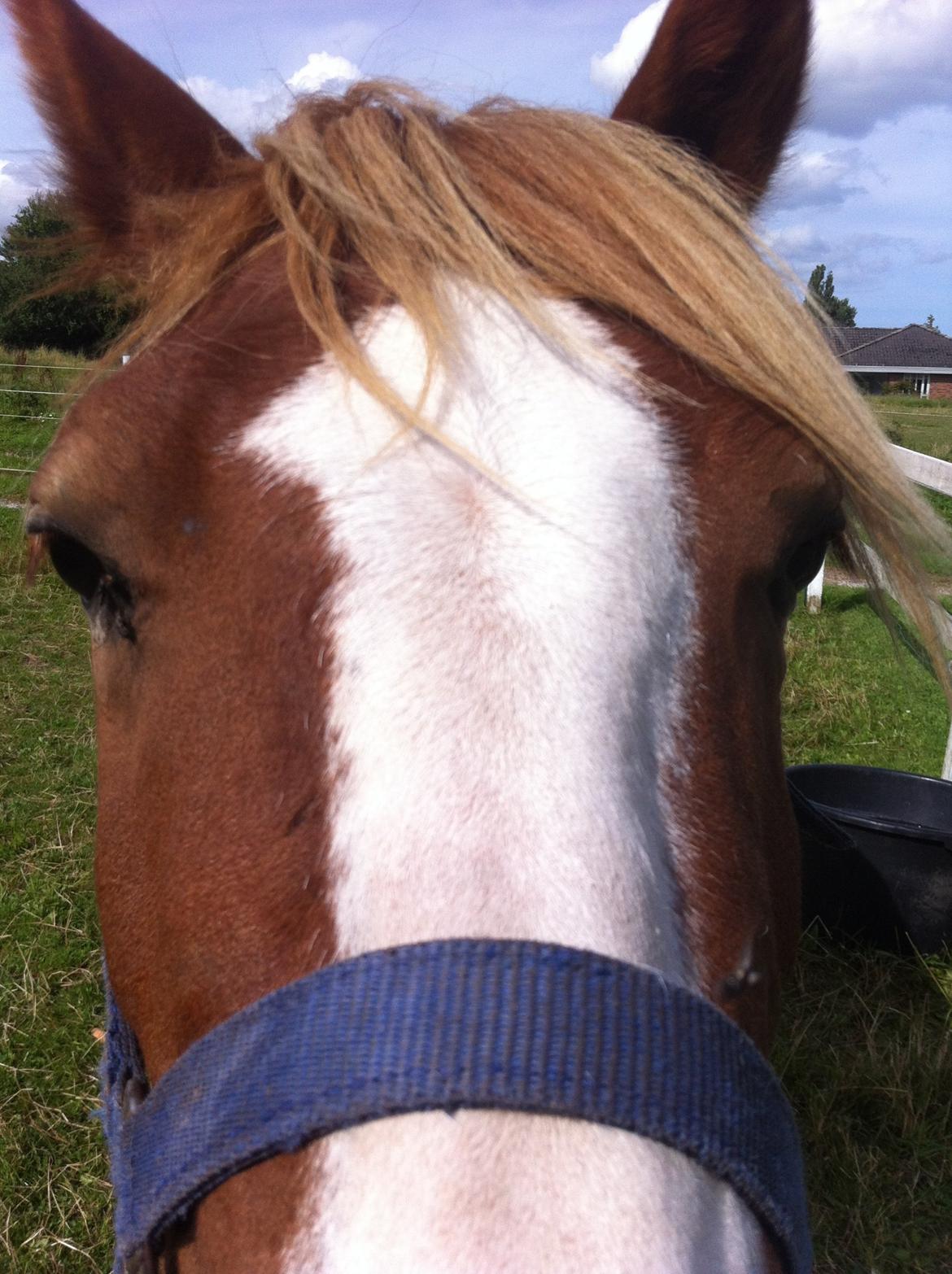 Welsh Pony af Cob-type (sec C) Gribsvad Emma Jo (tidl. Pony) billede 8