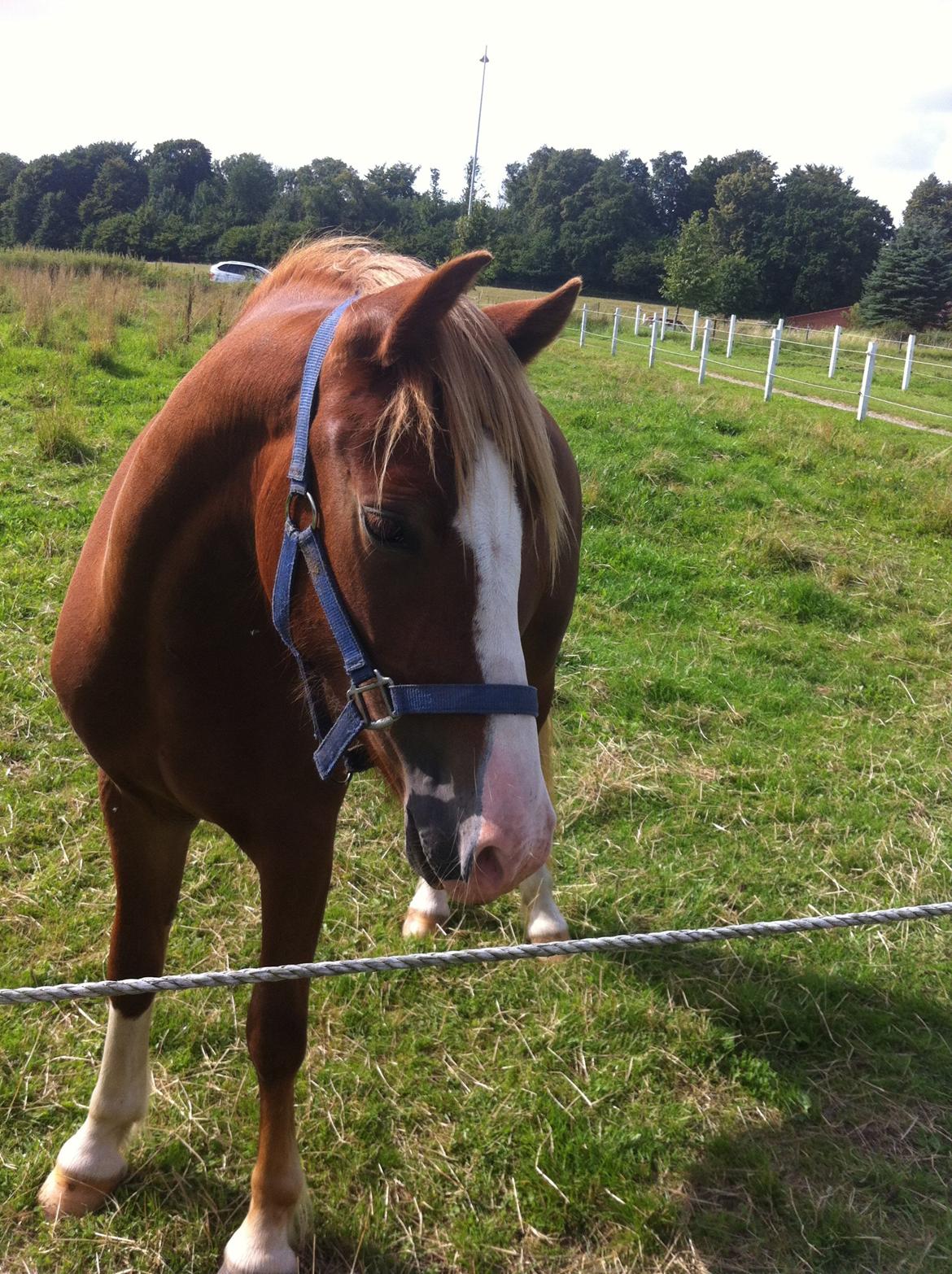 Welsh Pony af Cob-type (sec C) Gribsvad Emma Jo (tidl. Pony) billede 11