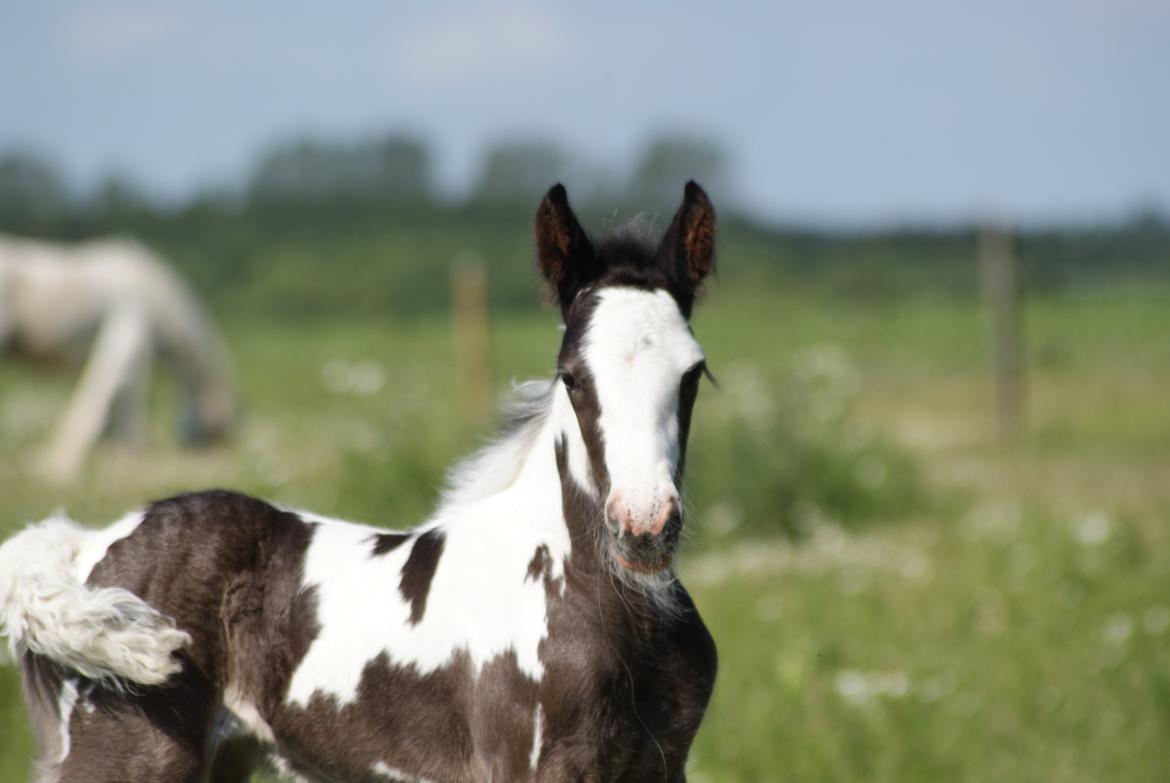 Irish Cob Bisgaards Molo billede 1