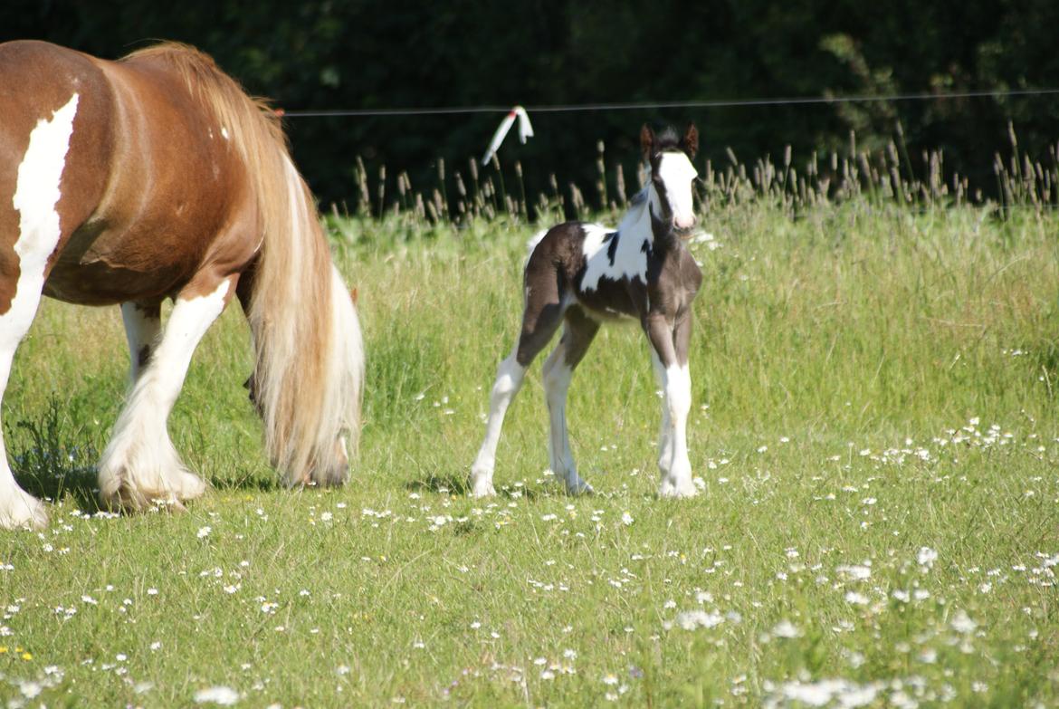 Irish Cob Bisgaards Molo billede 2