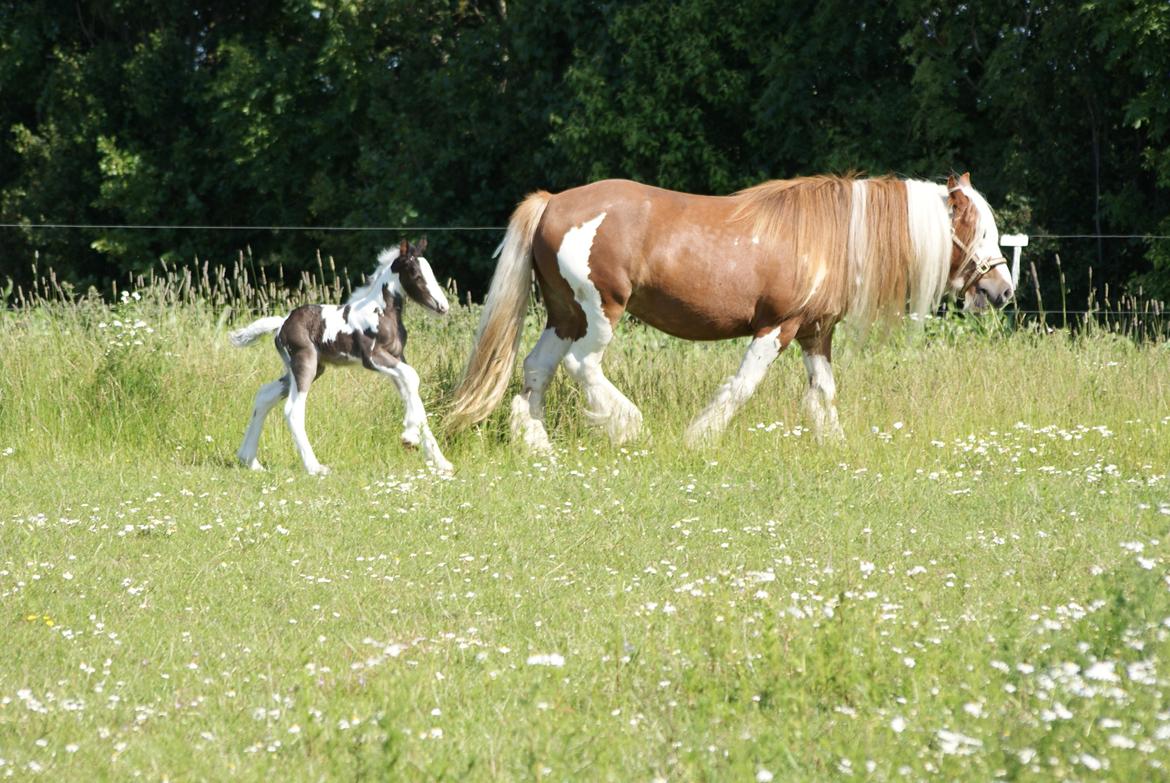 Irish Cob Bisgaards Molo billede 3