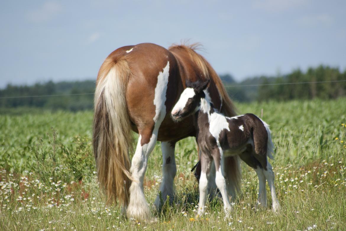 Irish Cob Bisgaards Molo billede 4