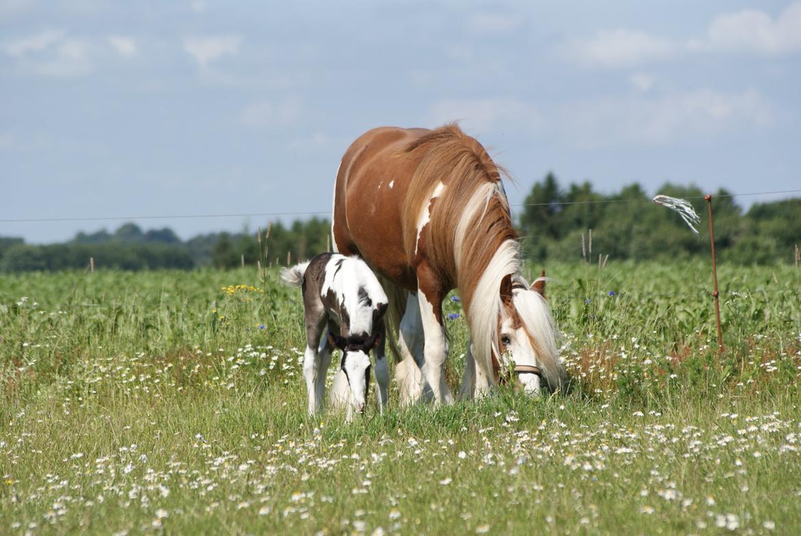 Irish Cob Bisgaards Molo billede 5