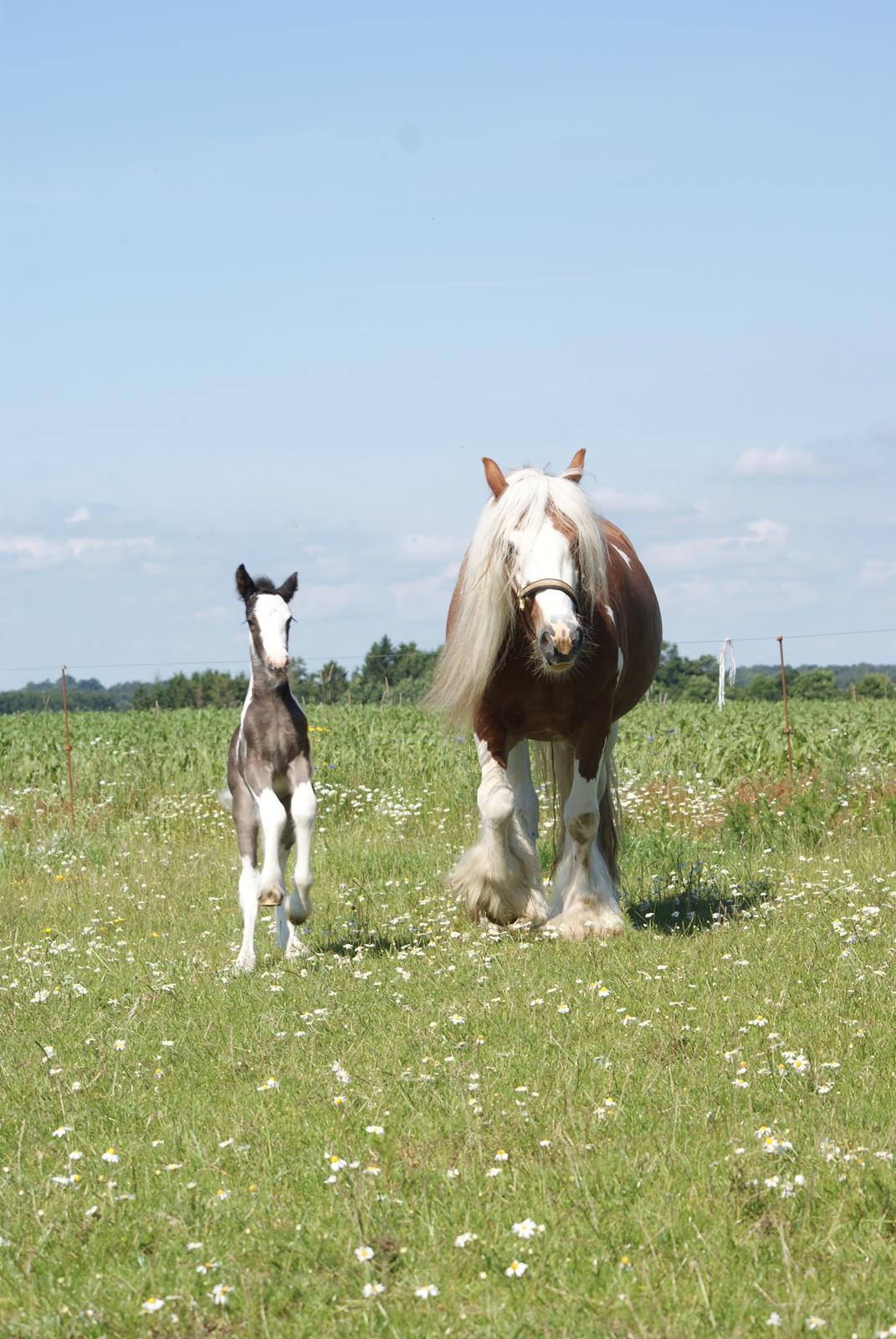 Irish Cob Bisgaards Molo billede 6