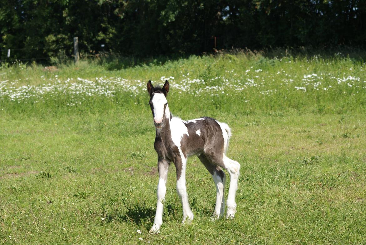 Irish Cob Bisgaards Molo billede 7