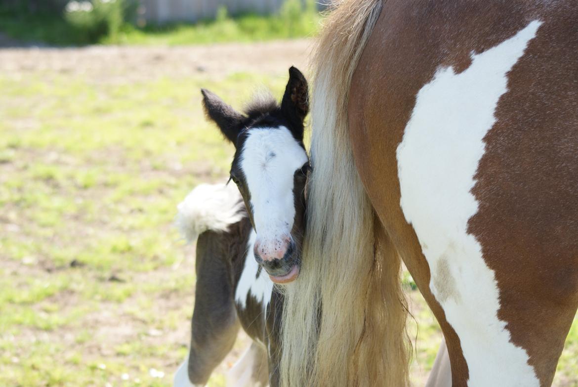 Irish Cob Bisgaards Molo billede 8