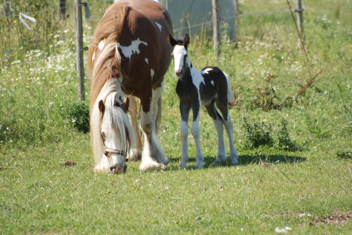 Irish Cob Bisgaards Molo billede 9