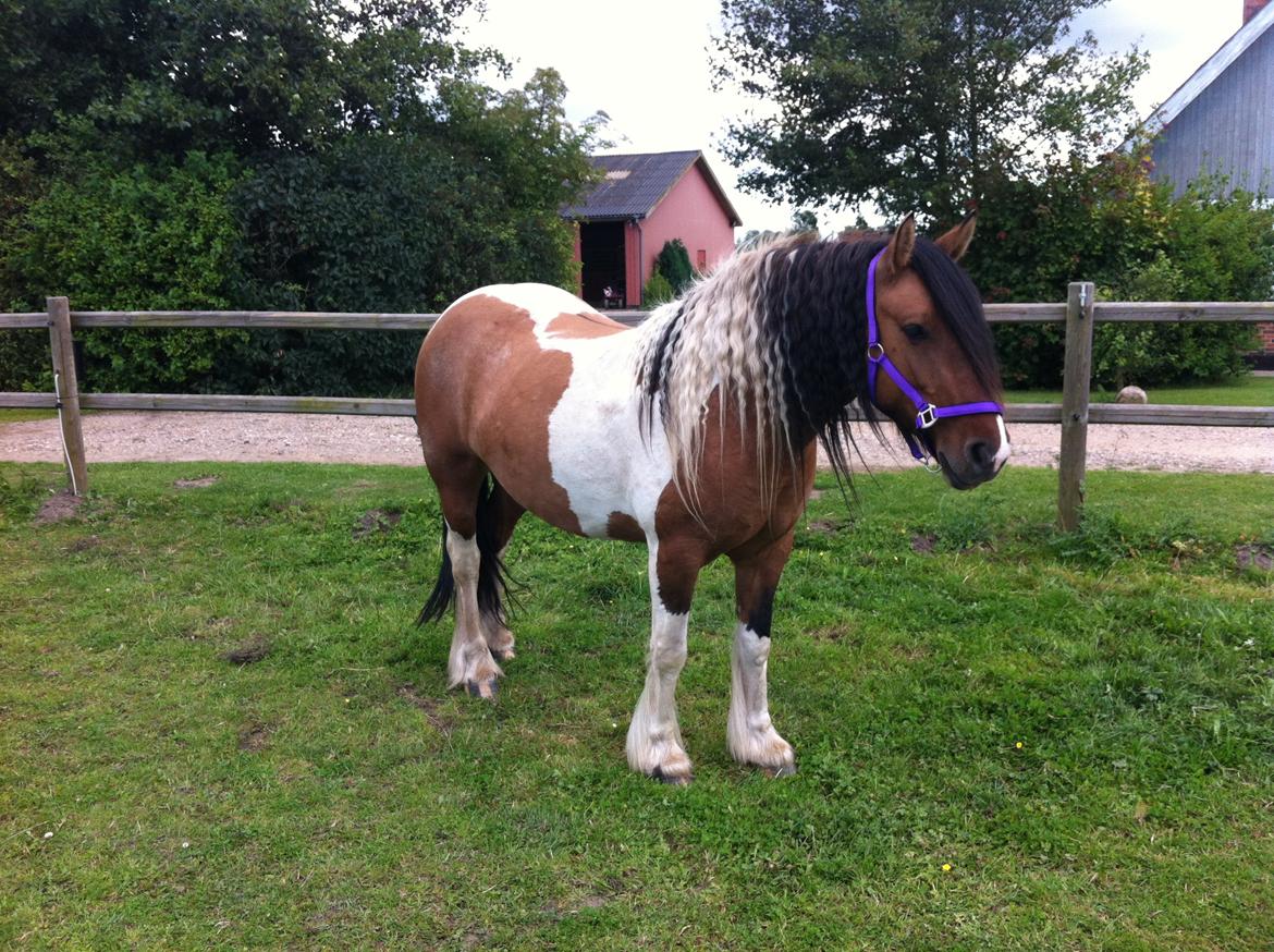 Irish Cob Crossbreed sunrise billede 8