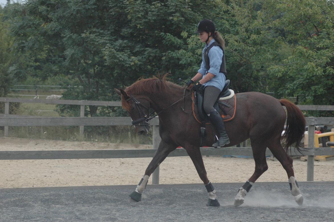 Dansk Varmblod Appassionata - August 2012 *Foto: Kirsten* billede 6