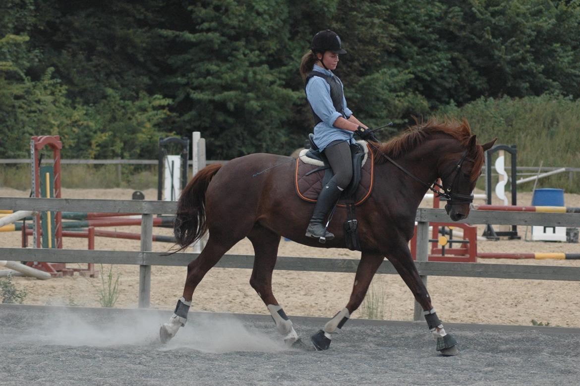 Dansk Varmblod Appassionata - August 2012 *Foto: Kirsten* billede 11