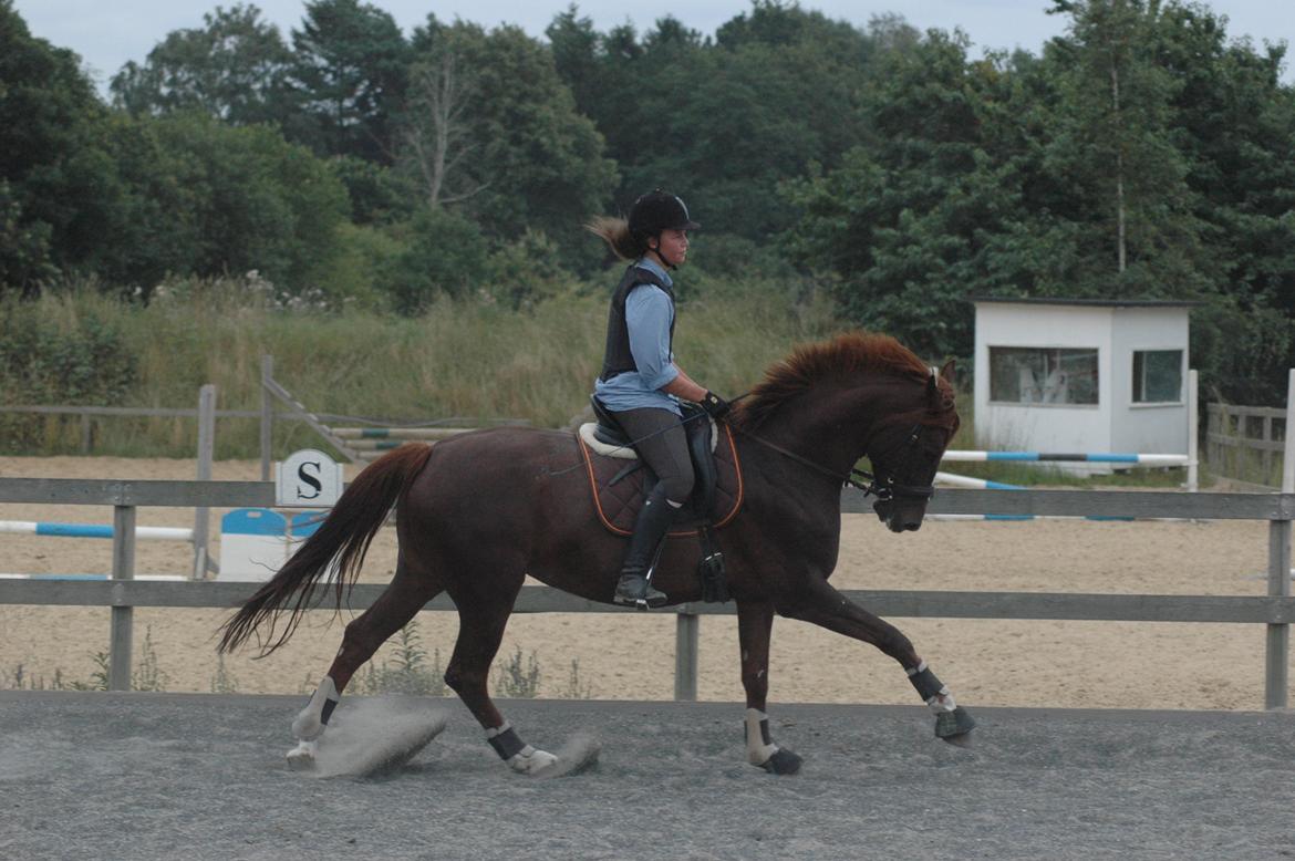 Dansk Varmblod Appassionata - August 2012 *Foto: Kirsten* billede 9