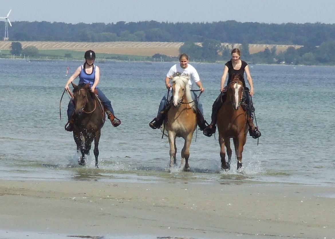 Anden særlig race Phoenex - Fra venstre : Julie på Caviola - Sofie og Fjørgyn og til sidst fønne og jeg.
2012 billede 4