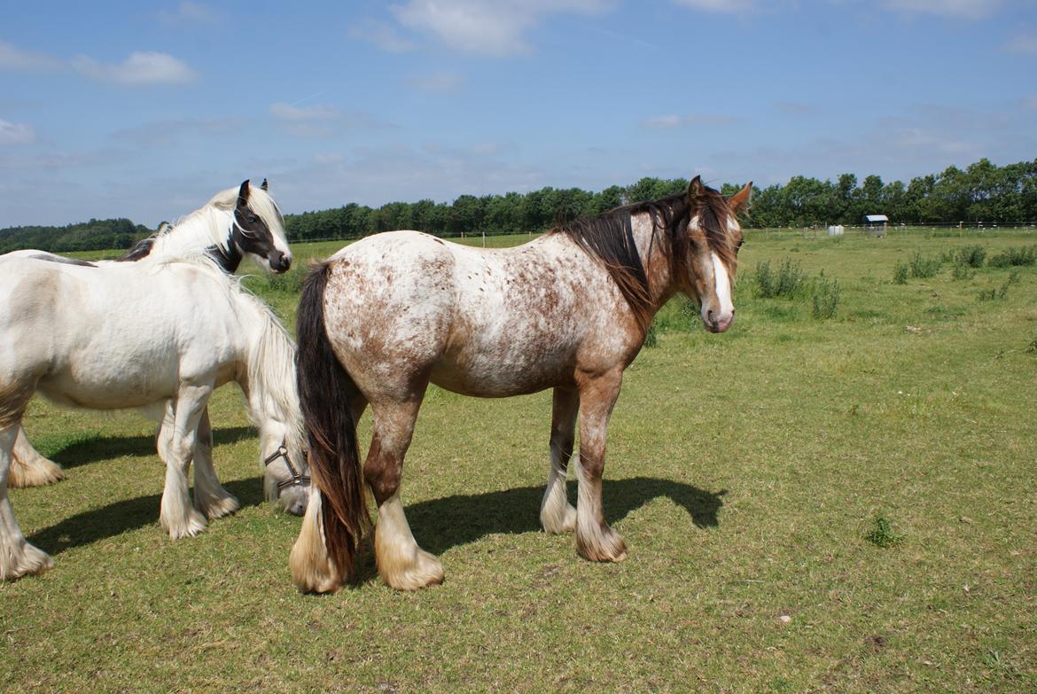 Irish Cob Hermits Colette billede 1