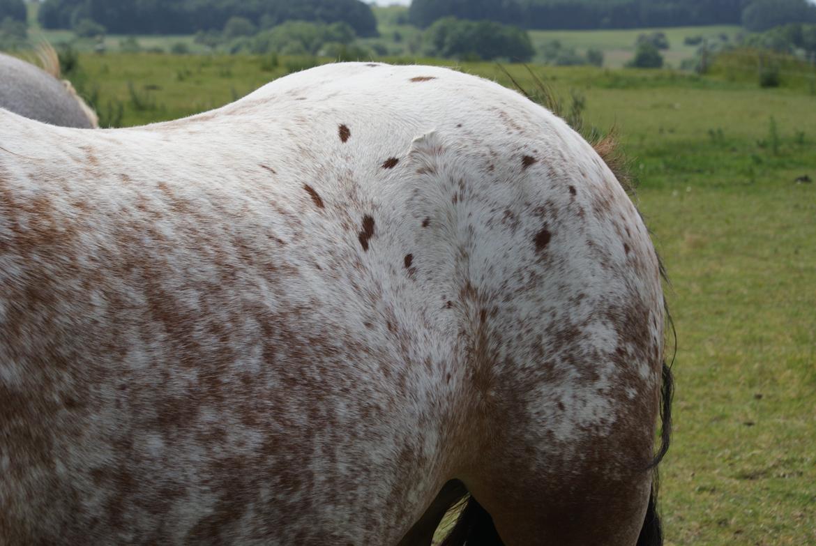 Irish Cob Hermits Colette billede 2