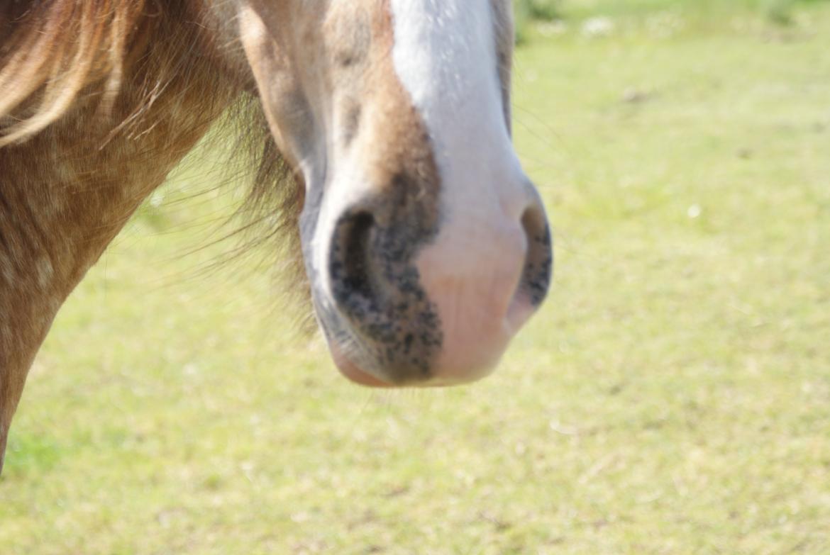 Irish Cob Hermits Colette billede 3