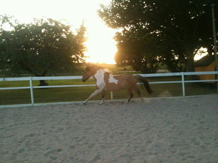 Anden særlig race • Amigo billede 13