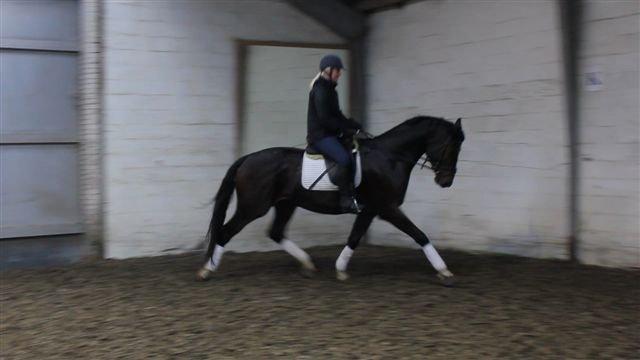 Dansk Varmblod Botelli - Én af de første gange med rytter på som 3 års billede 12