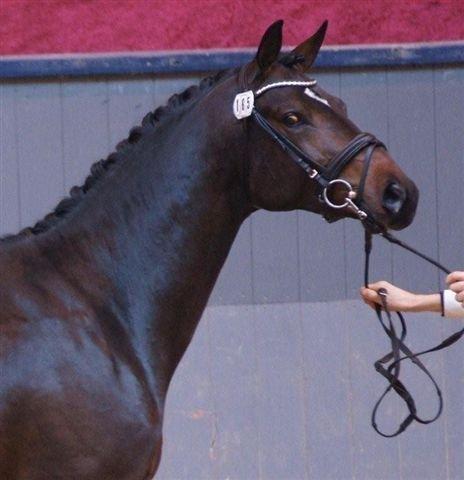 Dansk Varmblod Botelli - Fra kåringen som 2½ års billede 11