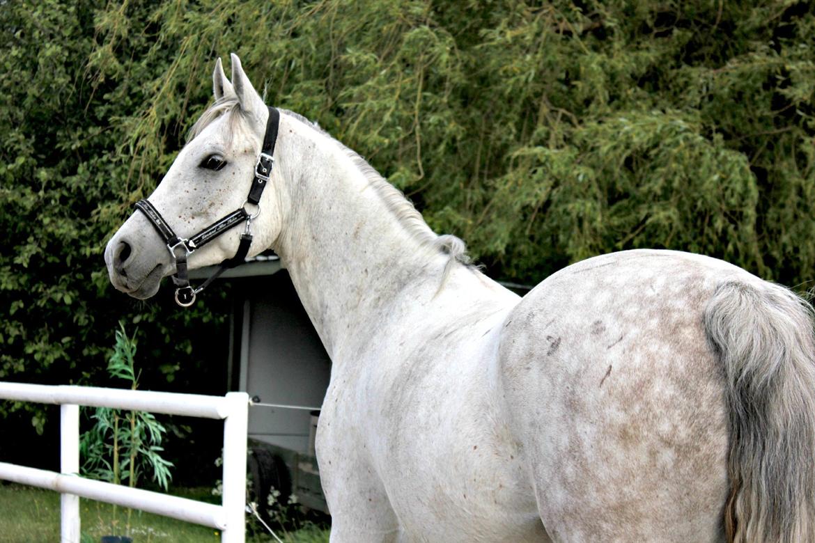 Arabisk fuldblod (OX) Shajmaan *R.I.P* - Sommer 2012. billede 16