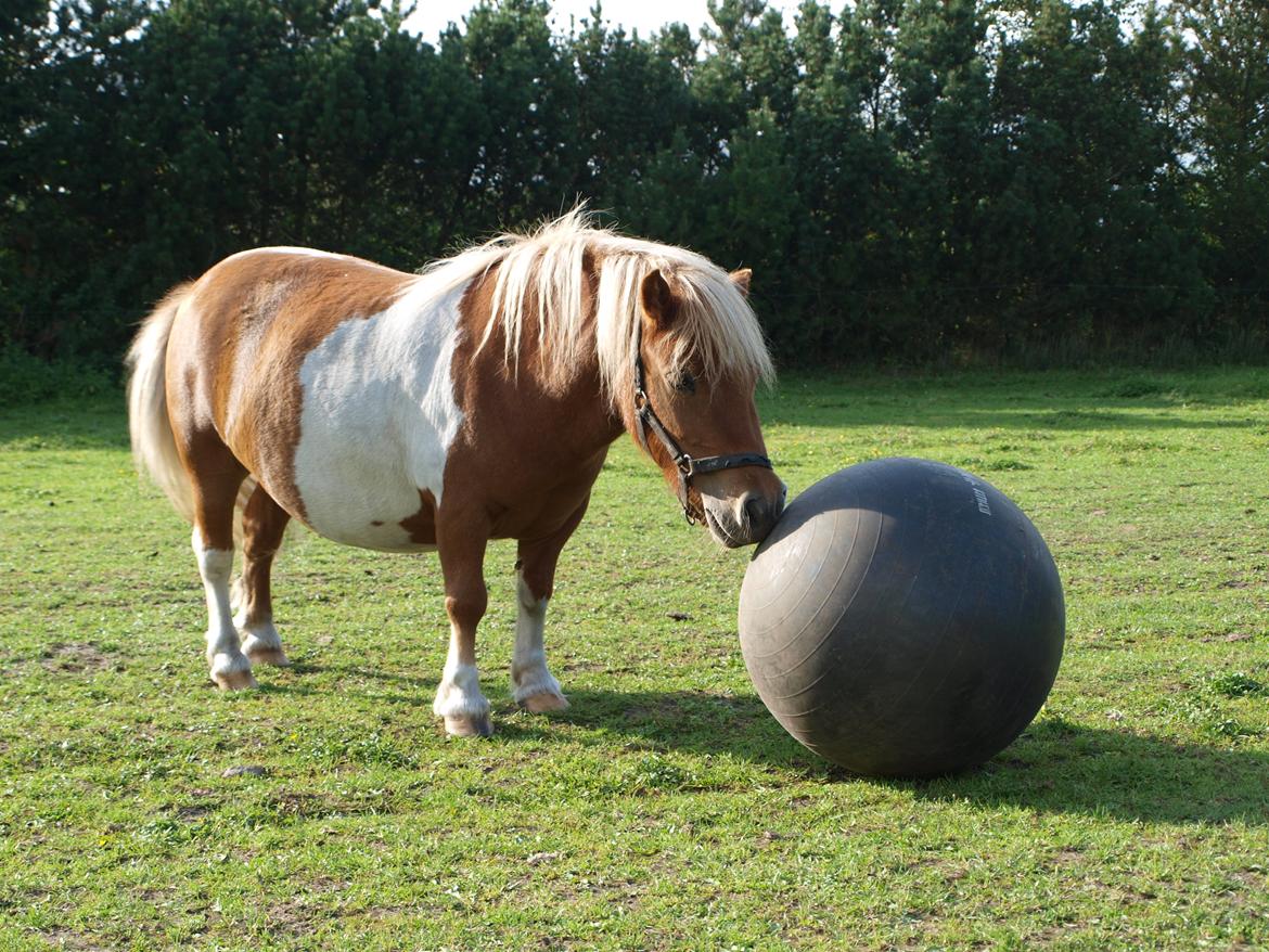 Shetlænder Lærke's Gypsy Doll billede 10