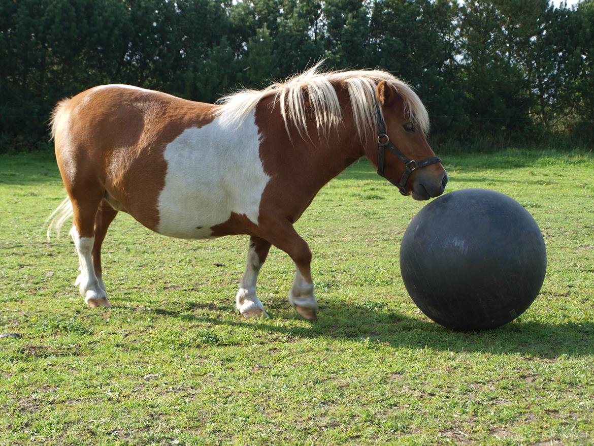 Shetlænder Lærke's Gypsy Doll billede 11