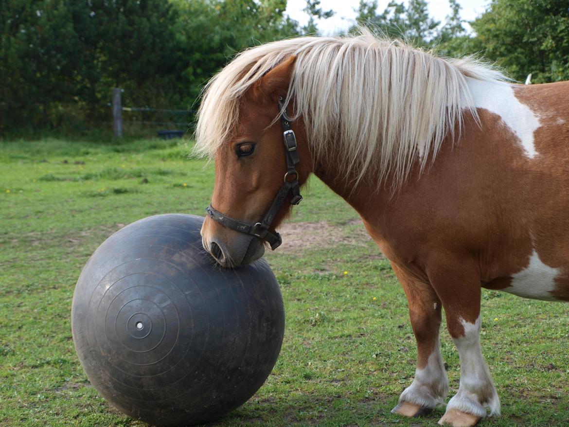 Shetlænder Lærke's Gypsy Doll - Gypsy 4 år billede 1