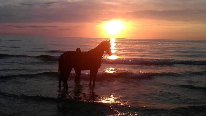 Standardbred Jaqueline Egely "Luna" - Solnedgang ved Vesterhavet, sommerhus '12 -
Fotograf: Thomas billede 8