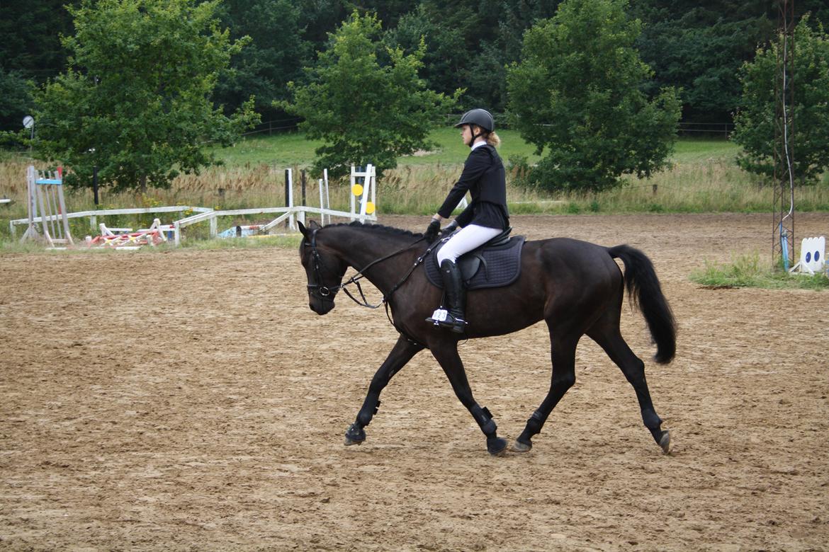 Dansk Varmblod Libaks Gemini aka. Gemse - Opvarmning stævne :) billede 18